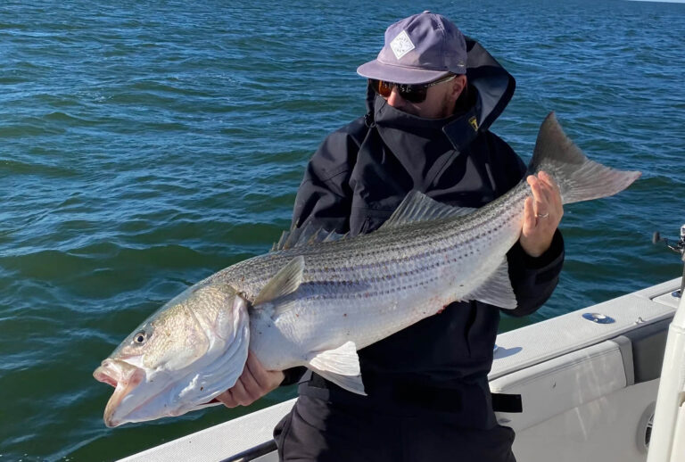 Fish Northeast Striper 768x518