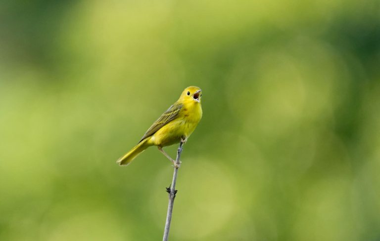 ENE Yellow warbler 768x488
